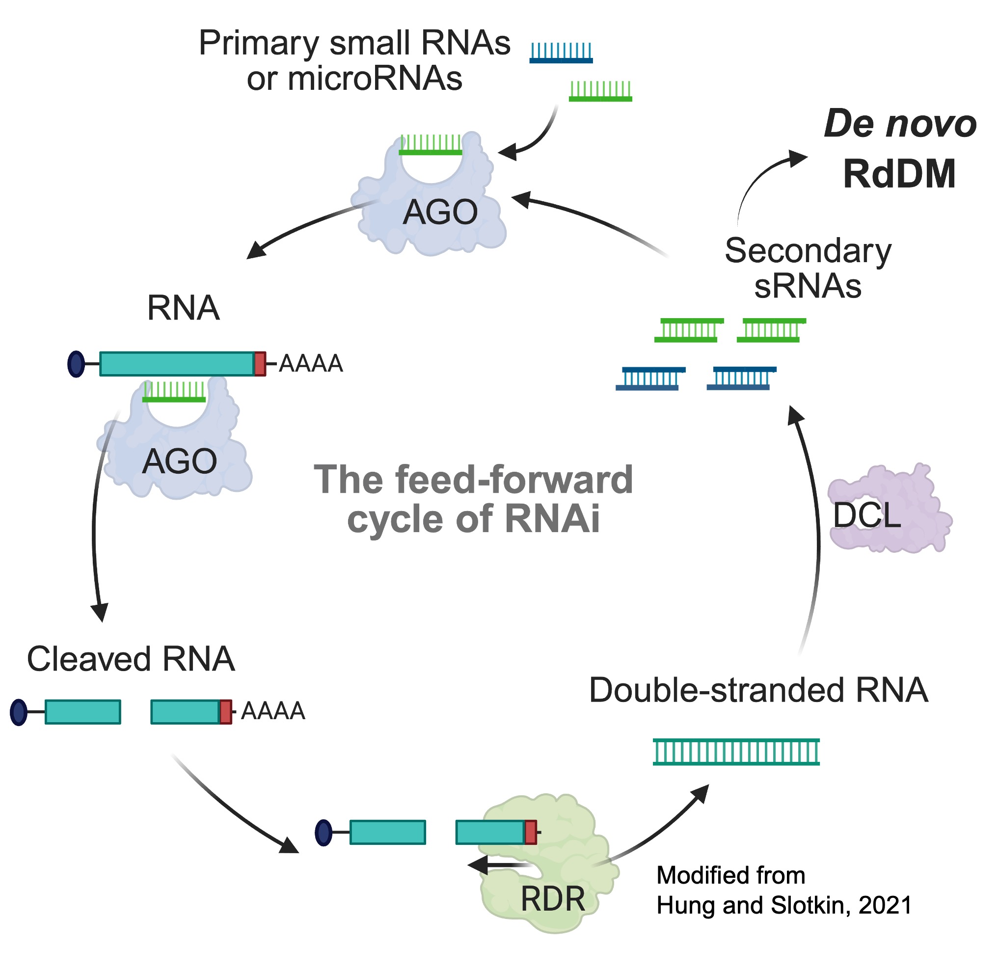 RdDM Pathway Diagram