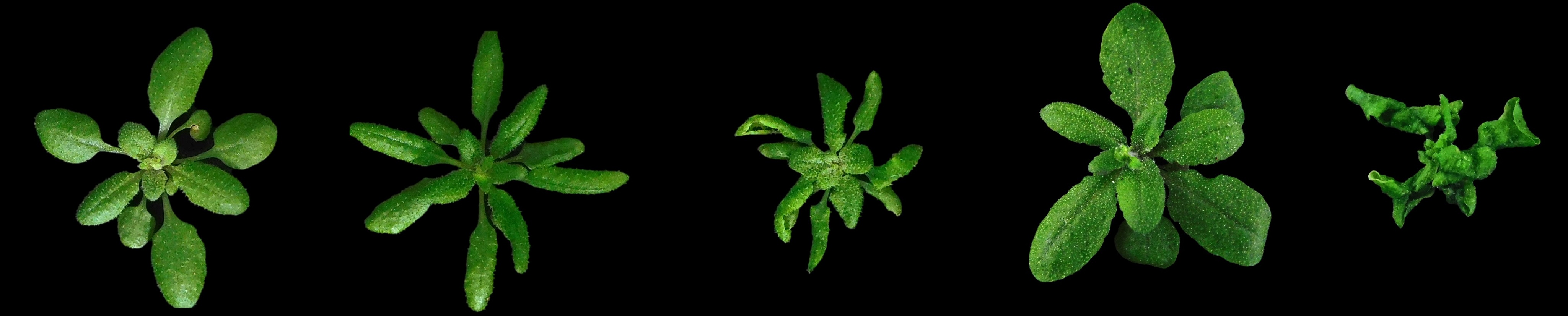 Why Arabidopsis thaliana as a model system