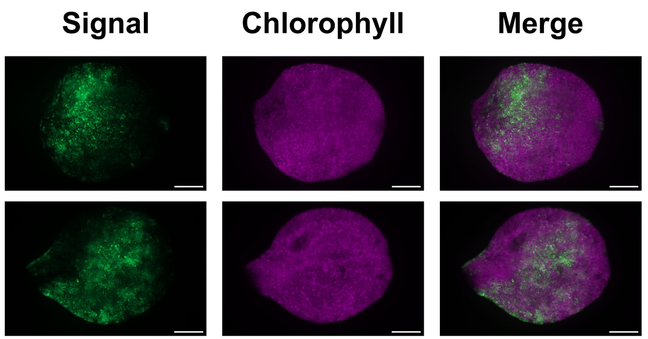 CRISPR Genome Engineering