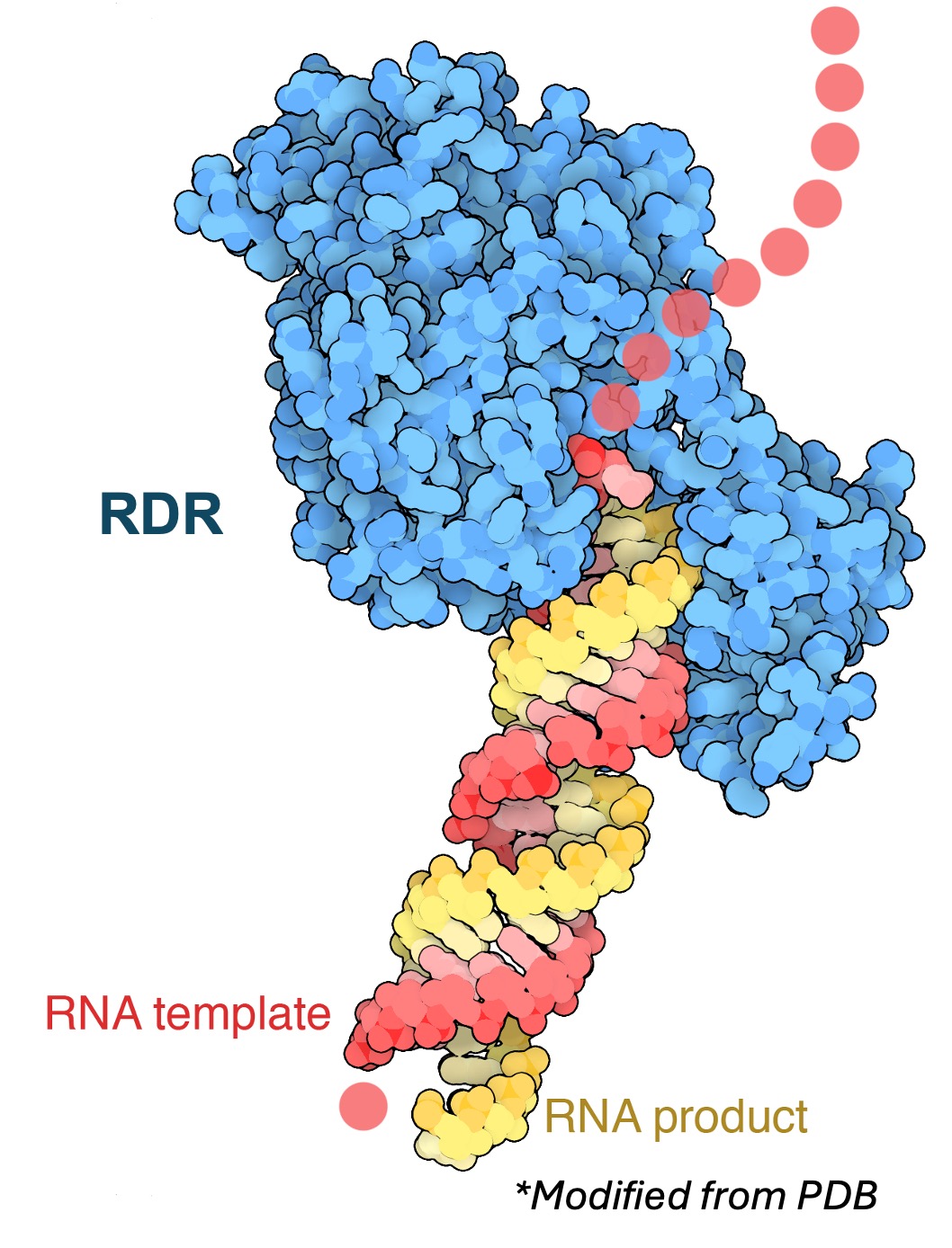 RNA Dependent RNA Polymerase Structure